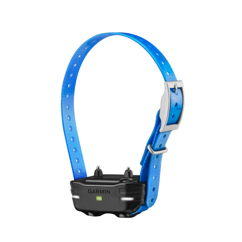 Garmin PT 10 dog device on blue collar strap; Garmin hunting dog equipment.
